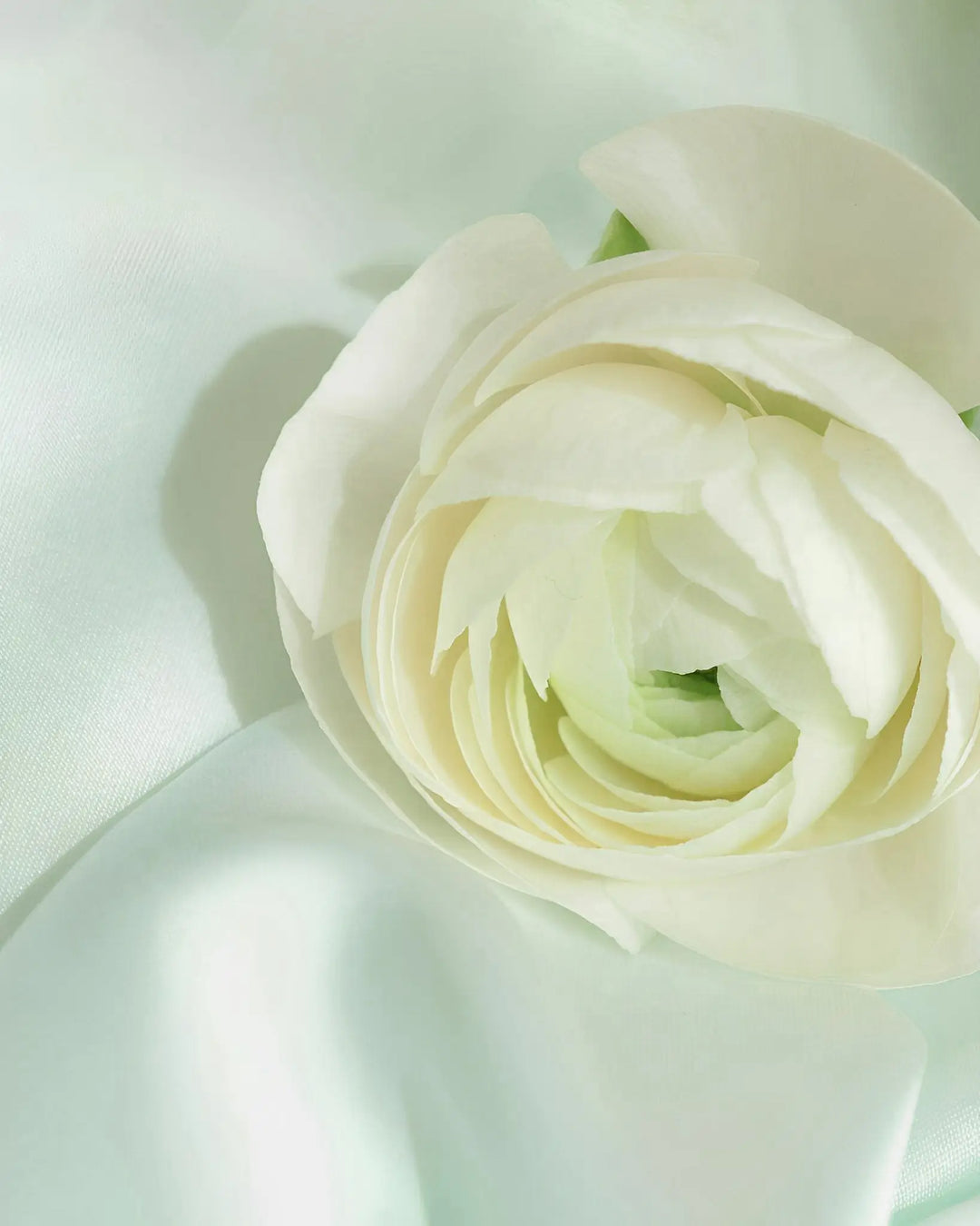 Close-up of a white ranunculus flower on a soft, light green Silk Gift (free) fabric background by SusanSilk.